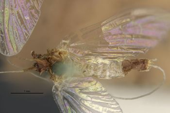 Media type: image;   Entomology 11217 Aspect: habitus dorsal view